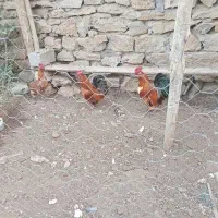 فروش ۳عدد خروس زینتی