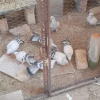 زل چلغوز کود فضله کبوتر