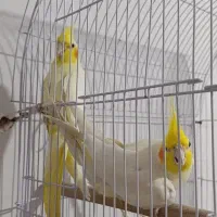 عروس هلندی