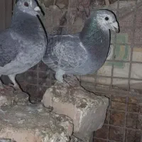 کبوتر