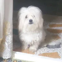 سگ مهربان بی صدا