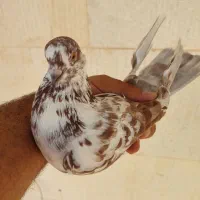 کبوتر گمشده