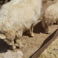 ورن یاقوچ