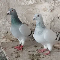 کبوتر شامی. بی خط. سبز روشن