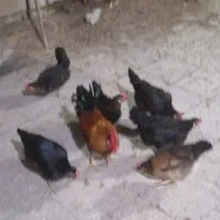 مرغ و خروس