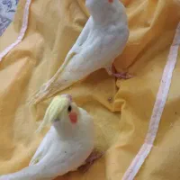 دو تا جوجه 2 ماهه عروس هلندی لتینو سوپر تاج