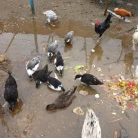 اردک کال یامینیاتور