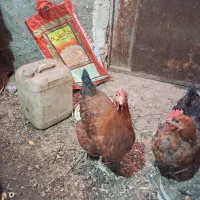 مرغ جوان تخم گذار