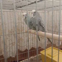 مرغ عشق انگیلیسی