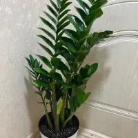 گلکده لیلیوم