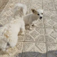 سگ پاکوتا