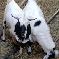 فروش کهره نر دوقلو گوشتی و سرحال