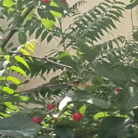 شراکت میوه وتربار