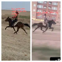 مادیون یورقه فروشی
