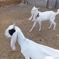 جفت گلابی اصیل در فریمان
