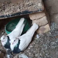 کبوتر