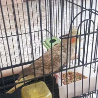 عروس هلندی