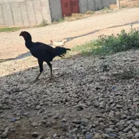 جوجه خروس لاری