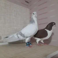 نر و ماده اصفهانی و دم سفید