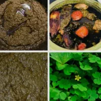 سبزی ترش واش شمالی و رب آلوچه جنگلی شمال