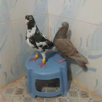یک جفت کبوتر شهرستانی