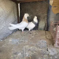 طوقی زرین سیاه