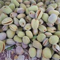 بادام کاغذی