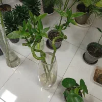 بامبو|گل و گیاه طبیعی|چالدران, |دیوار