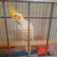 عروس هلندی ممتاز