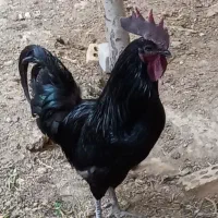 خروس سیاه  ،مرغ ،جوجه محلی ایام سمانی