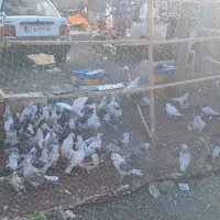 گنجه و طور کبوتر و مرغ وخروس