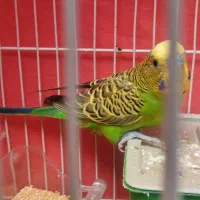 مرغ عشق نر  همراه با قفس
