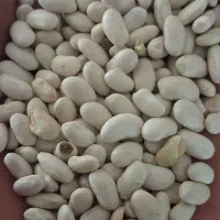 لوبیا  سفید
