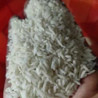 فروش برنج هاشمی درجه یک