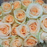 رز هلندی