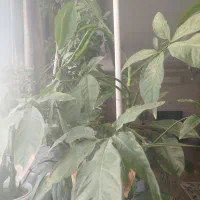 دوعد گلدان طبیعی سینگونیم سه برگ سایز بزرگ