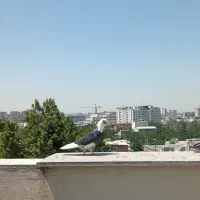 کفتر شازده سیاه