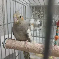 عروس هلندی ماده