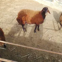بره هترو