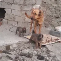 توله ماده
