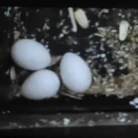 تخم عروس هلندی