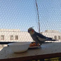 چهار عدد عروس هلندی جفت با دوتا جوجه سه ماهه