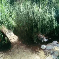 تور یکروزه منطقه دیدنی تَنگل
