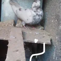 یجفت‌کفتر‌کله‌دار‌پشتار