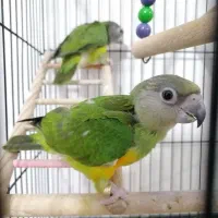 جوجه طوطی سنگال