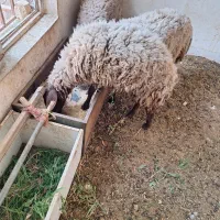 بره ماده