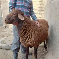 قوچ هترو