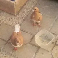 چند عدد کفتر