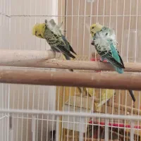 مرغ عشق پروانه ای