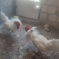 خروس